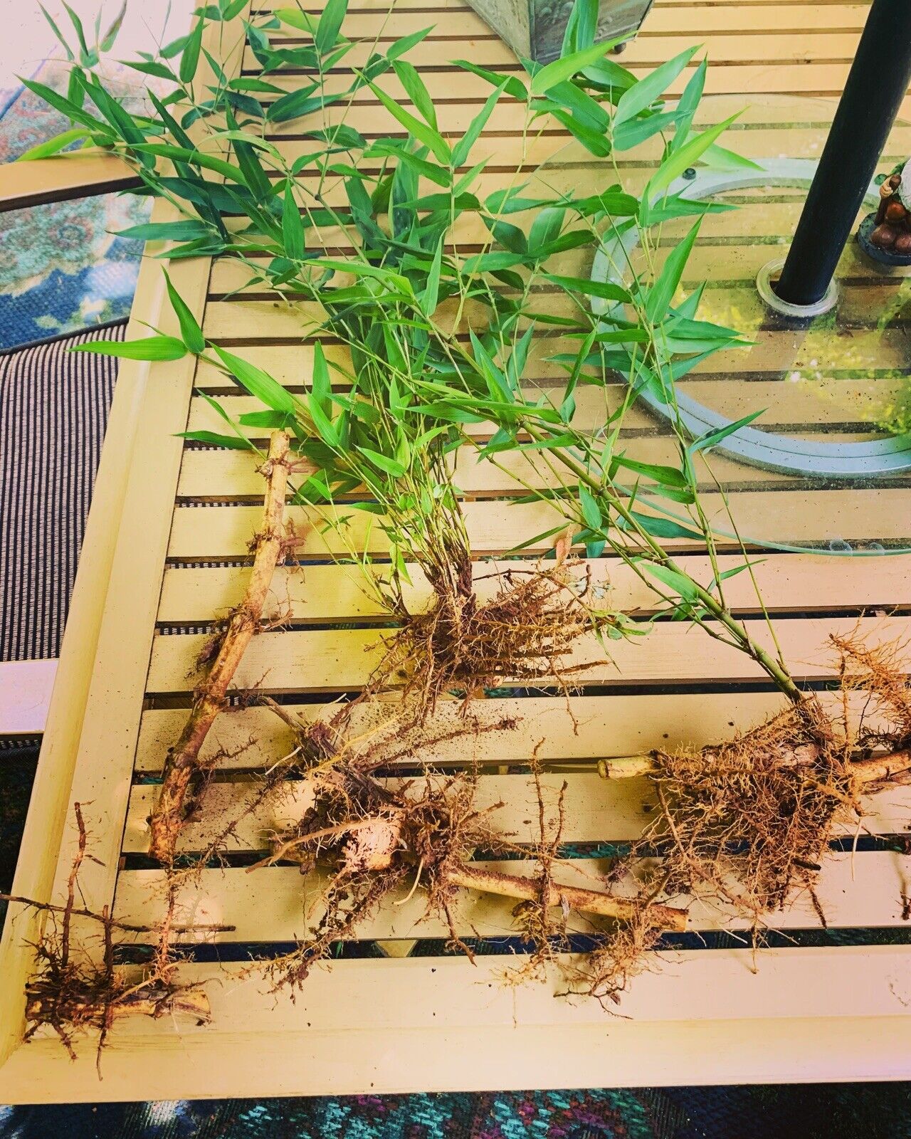 Live Bamboo Rhizome Roots Plants Phyllostachys Aurea