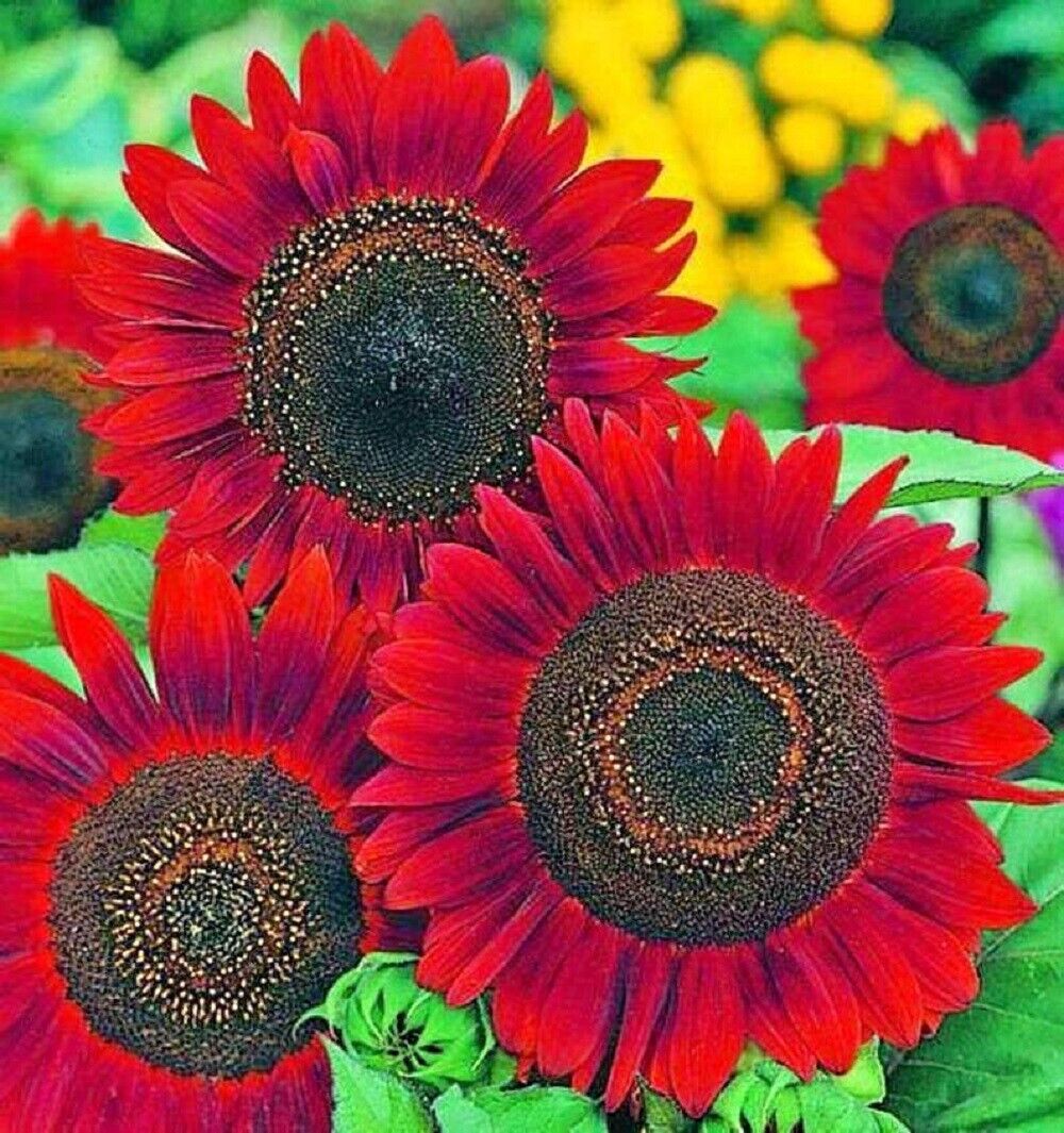 Sunflower Seeds- Vibrant Red Velvet Queen, Heirloom, 