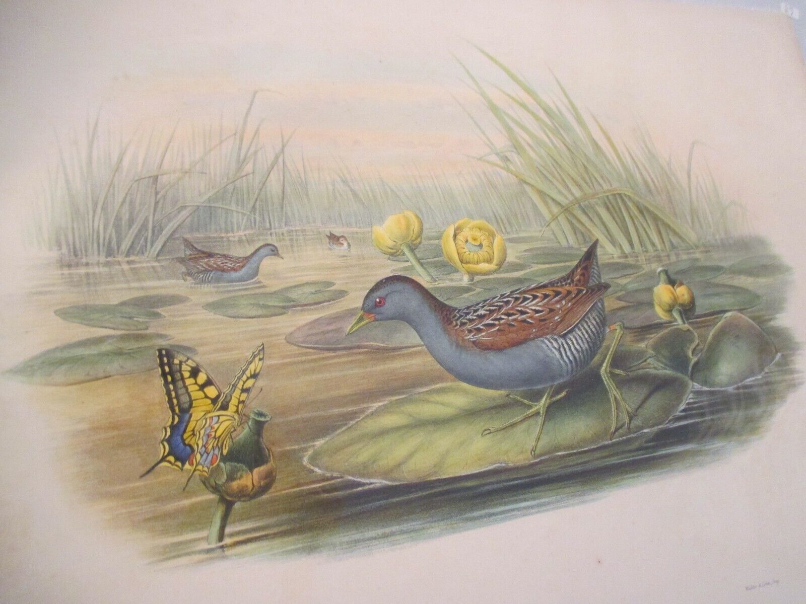 Antique Hand Colored Print John Gould Great Britian Bird Bailion\'s Crake