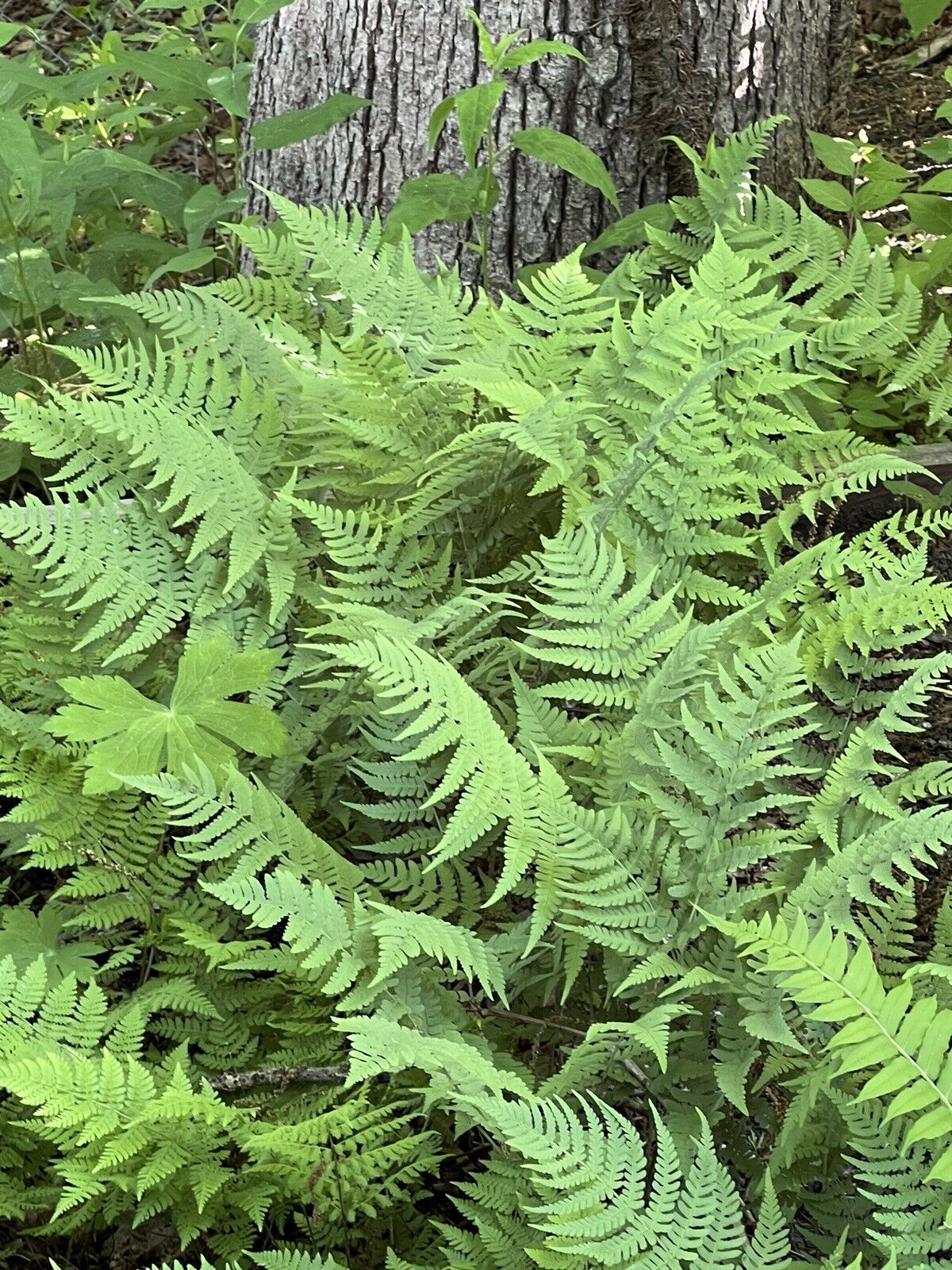 3 Leatherwood Fern CONTAINER  Size PREMIUM NATIVE WOODLAND FERNS BARE ROOT 