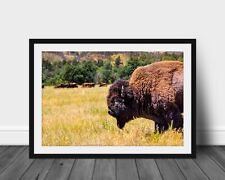 Buffalo photography wall art hanging photo nature pictures western home decor picture