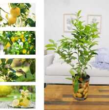 1 Gal. Improved Meyer Lemon Tree Live Tropical Tree White Flower to Yellow Fruit picture