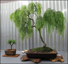 Live Dwarf Australian Weeping Willow Bonsai Tree - Fast Growing, Indoor/Outdoor picture