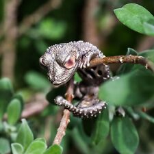 Wild Animal Ring. Smooth Knob-tailed Gecko Ring. Sterling Silver Ring. picture