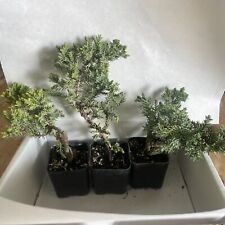 Juniper Bonsai Trees For Sale, Live Plant, Pack of 3, Bonsai Shape Guaranteed picture