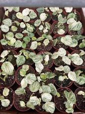 Harmony Foliage Harmony's Gold Dust Variegated Watermelon Peperomia in 4 inch po picture