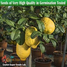 10 Giant Lemon Citron Seeds Citrus medica maxima Pianta di Cedro Turunji Plant picture