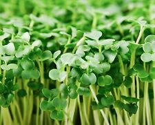 Organic Broccoli MICROGREEN Seeds | Heirloom | Non-GMO | Seeds for Sprouting picture