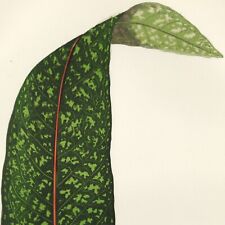 1861 E.J. LOWE'S BEAUTIFUL LEAVED PLANTS; PAVETTA BORBONICA (Coptosperma), Pl. V picture