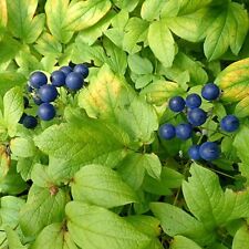30- Blue Cohosh Plants Bare Root Caulophyllum Thalictroide Perennial Wildflower picture