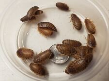 Dubia Roaches Small - Medium - Large Live Reptile Feeders 25 - 1000+ picture