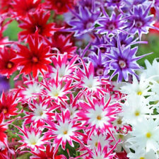 Twinkle Mix Phlox Seeds |  | Flower Seeds | Seed Store | 1237 picture