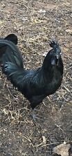 10+ Extra Fertile Chicken Hatching Eggs Ayam Cemani Show Quality Greenfire Farms picture