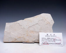 Late Jurassic Fresh Water Bony Fish Fossil w/ Collector's Certificate #12271617 picture