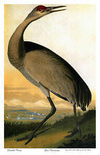 Audubon Sandhill-Hooping Crane 22x30 Hand Numbered Ltd. Edition Art Print picture