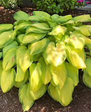 Stained Glass Hosta - 3 root divisions picture