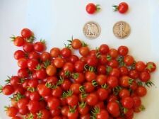 Matt's Wild Cherry - Super Sweet - +30 Fresh Tomato Seeds - Buy any 3, 20% off picture
