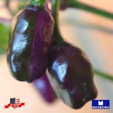 50 Hot Purple Tiger PepperSeeds  Non-GMO Heirloom Vegetable BTGO 75% OFF picture