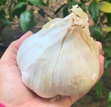 Elephant Garlic 2 huge bulbs fresh for planting eating and cooking, California  picture