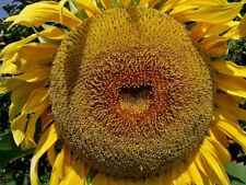 50 AMERICAN GIANT HYBRID SUNFLOWER SEEDS Give it space for a huge head   picture