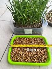 Elephant garlic seeds for planting (50 seeds) picture
