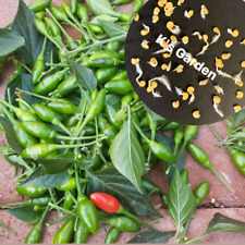 BIRD'S EYE CHILI SEEDS, ỚT XIÊM RỪNG (20 pcs)       | Hight Germination Rate  | picture