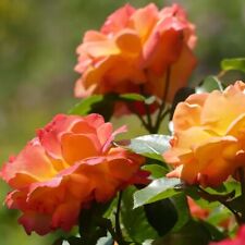 Joseph's Coat Climbing Rose - 2 Bareroot Orange Blooms NEW picture