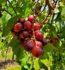 New rare RUBY CRISP Muscadine Grape Vine- 5  cuttings, no roots picture