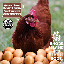 [6+ /12+ /42] Rhode Island Red Hatching Eggs: Fresh, Fertile, Unmixed Free Range picture