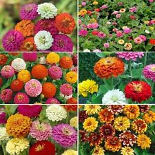 Ultimate Zinnia Flower Seed Mix, 6 Mixes in 1, Zin Master,  picture