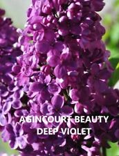 SALE   TWO YEAR OLD LILAC PLANTS - AGINCOURT BEAUTY - DEEP VIOLET -  picture