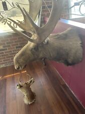 moose head picture