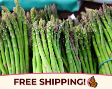 225+ Asparagus Seeds 'Mary Washington' | Heirloom, Non-GMO, Vegetable Gardening picture