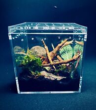 mini terrarium with Cubaris Isopods(Borneo | Panda King | White Shark) picture