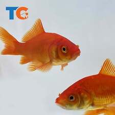 Toledo Goldfish LIVE Comet/Common Goldfish picture
