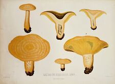 Antique Mushroom Print - Elias Fries - Lactarius Deliciosus  - F4 picture