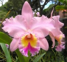 Blc George King 'Serendipity', orchid plant, SHIPPED IN POT picture