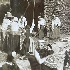 Antique 1909 Women Threshing Wheat Plozevet France Stereoview Photo Card P1940 picture