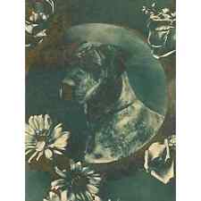 Antique 1915 Ephemera Postcard Birthday Wishes Great Dane Daisies Roses Monotone picture