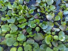 10 Water Hyacinth Pond Plant Floating Live picture