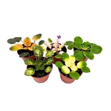 Harmony's Variegated African Violet Assortment, 4 inch Set of 5, Rare Saintpauli picture