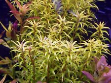 3 Stems rotala Mexicanalive aquarium plants rare Extremely beautiful FREE S/H picture