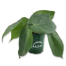 Philodendron - Live Plants in 4 Inch Pots - Extremely Rare and Beautiful... picture