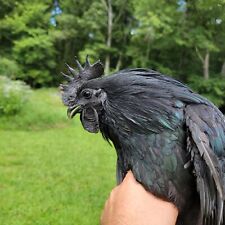 10+ Ayam Cemani Hatching Eggs | Fast  | TN NPIP CERTIFIED picture