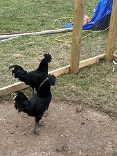 10+  Ayam Cemani hatching eggs picture