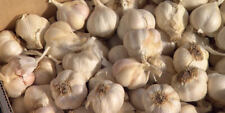 Whole Fresh Garlic Premium Quality~NON CHINA~Bulk Lots 1 3 5 10 20+ LBS PANTRY picture