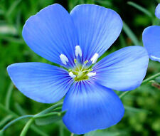 FLAX BLUE ANNUAL Linum Usitatissimum - 11,000 Bulk  Seeds picture