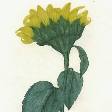 Rare 1805 SAINT-HILAIRE Hand-Colored Sunflower Engraving Pl. 20, SOLEIL ANNUEL picture