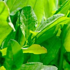 Large Leaf Sorrel Herb Seeds | NON-GMO | Heirloom | Fresh Herb Seeds picture