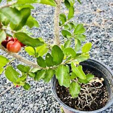 Barbados Cherry (Malpighia emarginata)  live fruit tree 24”-36” Fruit Soon picture